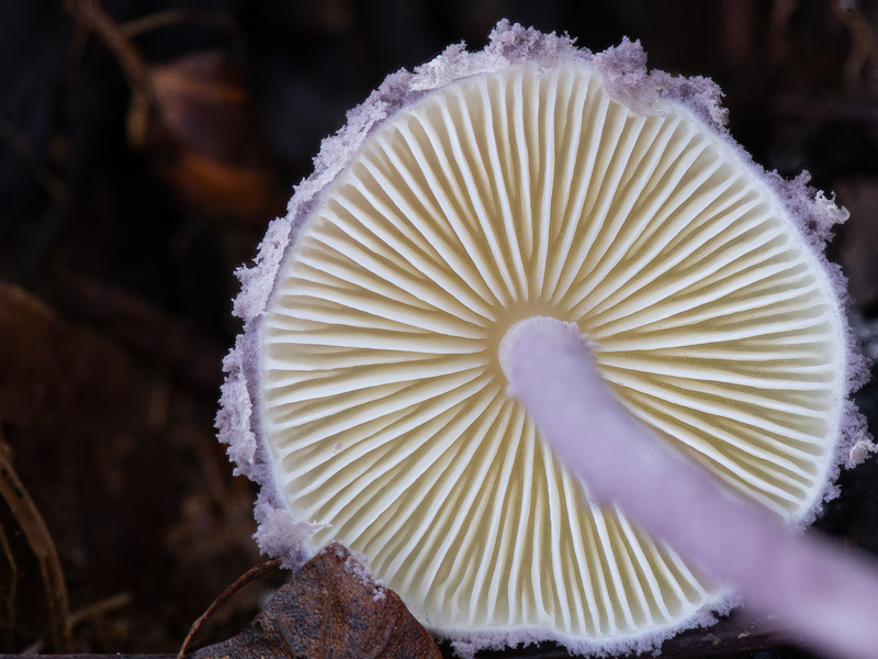 Cystolepiota bucknallii